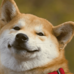 Shiba Inu Credential Leak May Lead to ‘Theft, Token Misappropriation, Service Interruption’