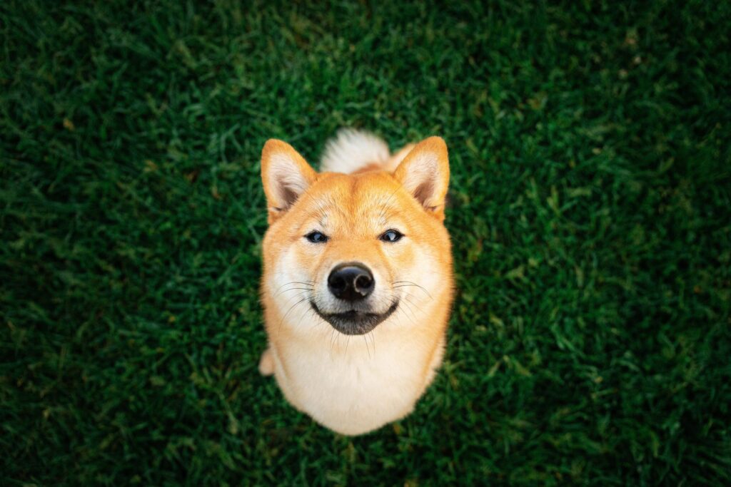 2 Reasons to Avoid Shiba Inu — and 1 Reason to Buy the Dip