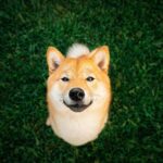 2 Reasons to Avoid Shiba Inu — and 1 Reason to Buy the Dip