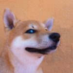 Can Shiba Inu Reach $0.001 in 2024?