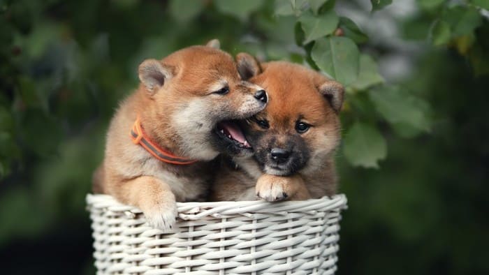 5 reasons I wouldn’t touch Shiba Inu with a 10-foot pole