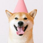 How Has The Rise And Fall Of Dogecoin, Shiba Inu Affected The Popularity of The Shiba Inu Breed – SHIBA INU (SHIB/USD), Dogecoin (DOGE/USD)