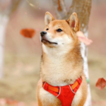 Shiba Inu on fire, another price rally around the corner?