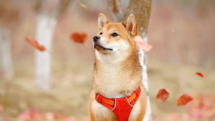 Shiba Inu on fire, another price rally around the corner?