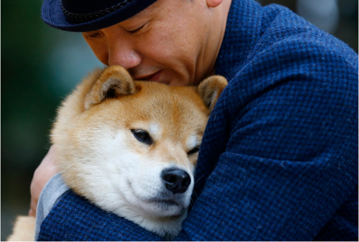 Shiba Inu welcoming more than 100,000 Shiba Inu this year