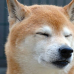 Shiba Inu trending upward for several weeks