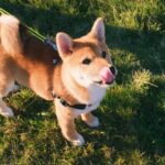 Shiba Inu vs Dogecoin: Who Will Hit $5 in the next 90 Days? Potential Scenarios Unveiled!