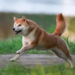 Shiba Inu Jumps 30% In Last 7 Days