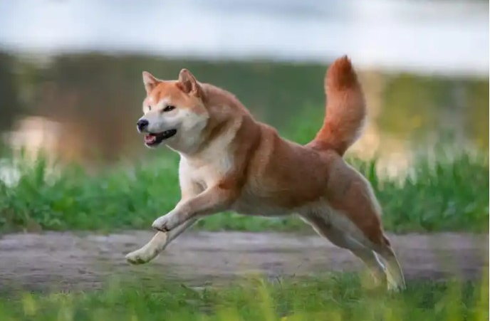 Shiba Inu Jumps 30% In Last 7 Days