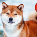 4 in 5 SHIB Holders Are at a Loss