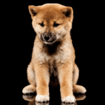 Assessing Shiba Inu’s [SHIB] probable response to this breakout