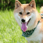 Shiba Inu: Gauging SHIB’s potential to continue rising after this breakout