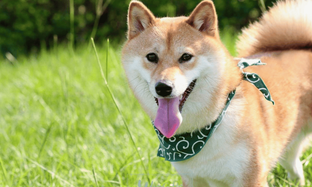 Shiba Inu: Gauging SHIB’s potential to continue rising after this breakout