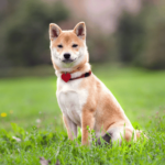 Shiba Inu: Tracing SHIB’s ability to rebound from its newly found support