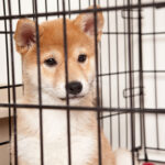 Shiba Inu Has Dipped to $0.00001 — Will It Ever Recover?