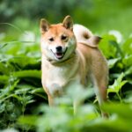 Shiba Inu Facts 2022: These are 10 fun bits of dog trivia you might not know about about the adorable Shiba Inu 🐶