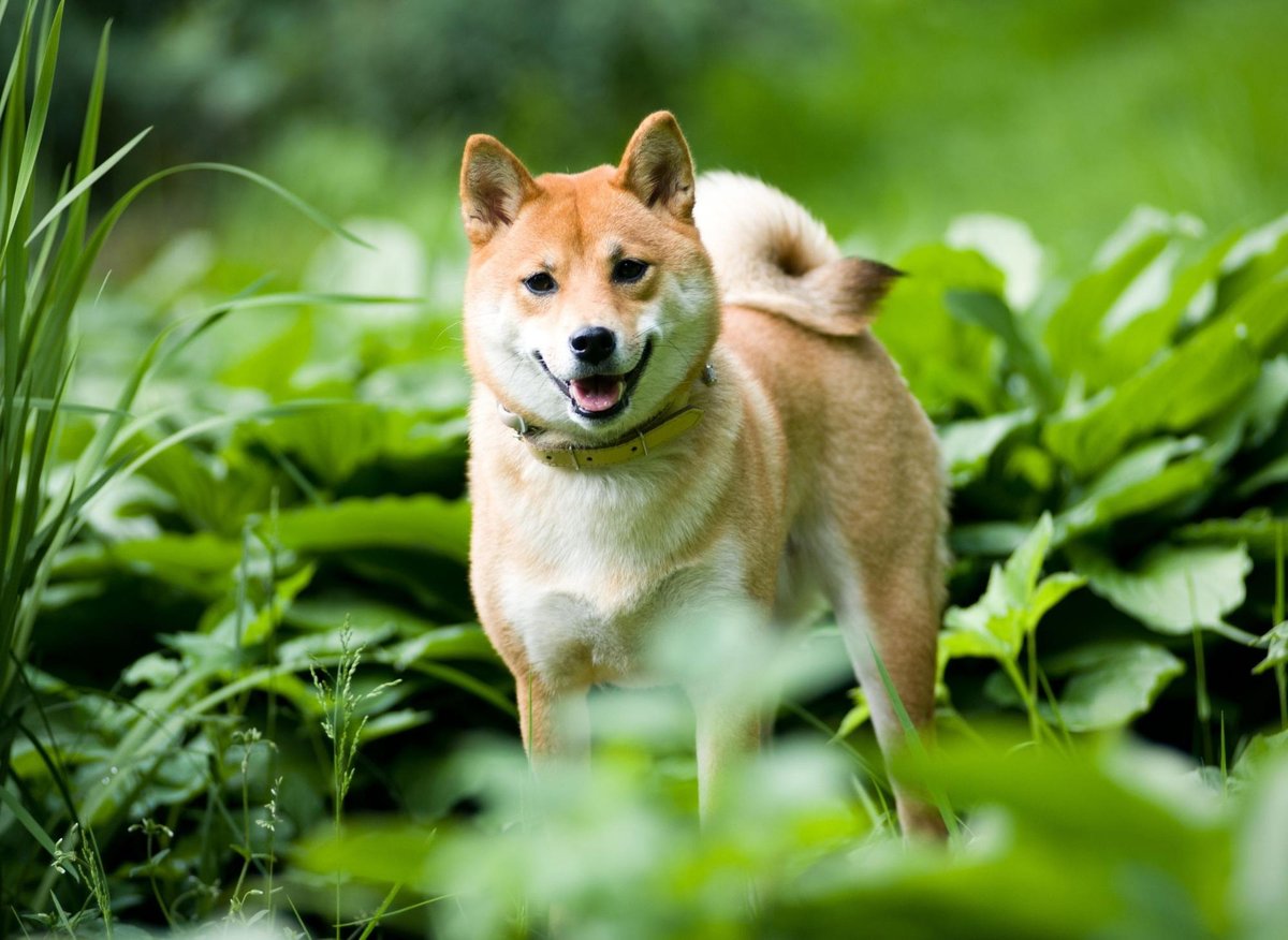 Shiba Inu Facts 2022: These are 10 fun bits of dog trivia you might not know about about the adorable Shiba Inu 🐶