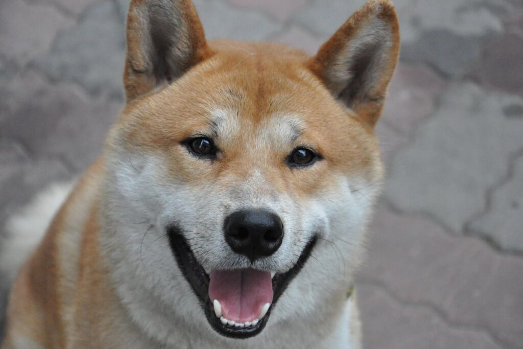 Why Dogecoin Rival Shiba Inu Is Rising – SHIBA INU (SHIB/USD)