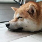 Shiba Inu Coin (SHIB) Price Prediction 2025-2030: Is SHIB aiming for $1000 in 2030?