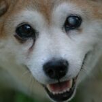 Elon Musk and Google accept SHIB, Shiba Inu highest traded in India