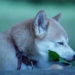 Shiba Inu Coin (SHIB) Price Prediction 2025-2030: Why a 2800x hike is likely after Shiba Eternity