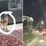 Shiba Inu Runs Off After Owner Gets Hit By Motorcycle In Bukit Panjang, Search Ongoing