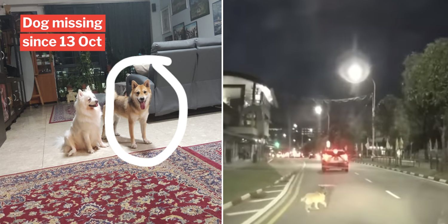 Shiba Inu Runs Off After Owner Gets Hit By Motorcycle In Bukit Panjang, Search Ongoing