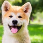 Can Shiba Inu reach $1?