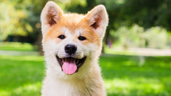 Can Shiba Inu reach $1?