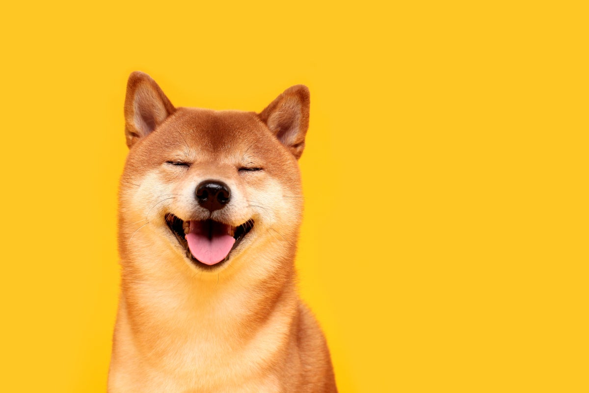 What To Watch On The Shiba Inu Chart As The Dogecoin Killer Rests – SHIBA INU (SHIB/USD)