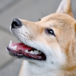 Tech giant Google opens doors to Dogecoin, Shiba Inu and ApeCoin payments