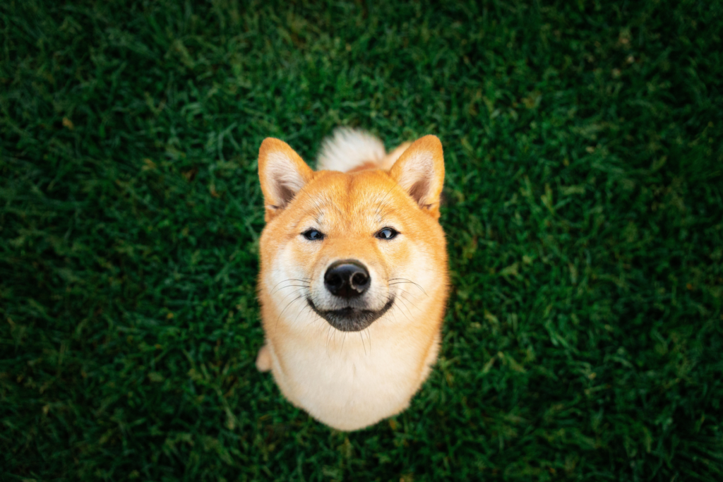 Can Shiba Inu Ever Reach $0.01?