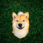 Can Shiba Inu Ever Reach $0.01?