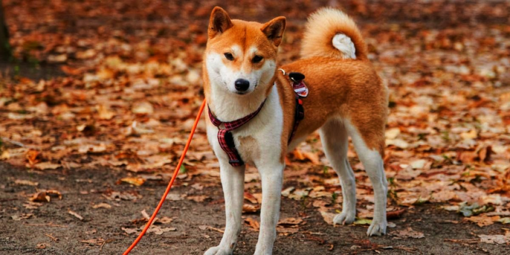 Is Shiba Inu Price BULLISH? You might actually LOVE this Answer! – CryptoTicker.io