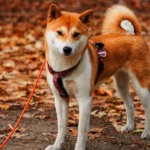 Is Shiba Inu Price BULLISH? You might actually LOVE this Answer! – CryptoTicker.io