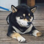 Shiba Inu Price Forecast Shows Downbeat November For SHIB