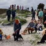 Shiba Inu owners hit the New Forest for mass walkies