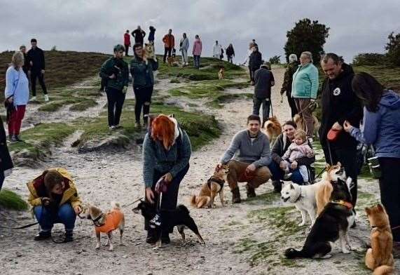 Shiba Inu owners hit the New Forest for mass walkies