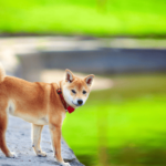 Decoding Shiba Inu’s potential targets amidst its current bull run