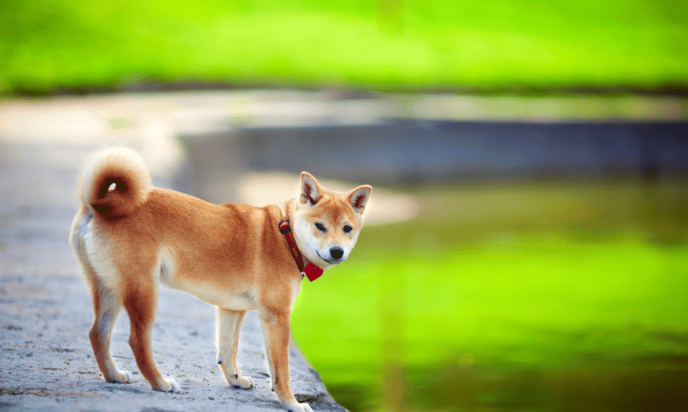 Decoding Shiba Inu’s potential targets amidst its current bull run