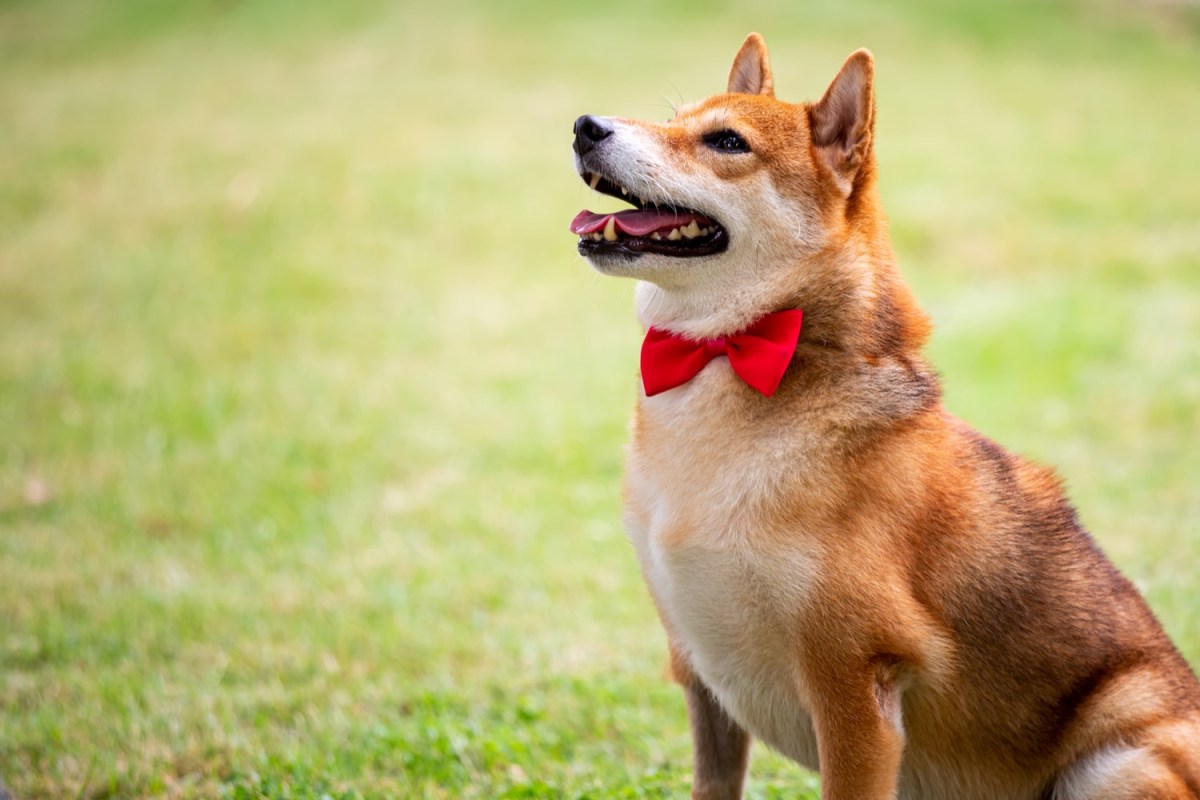 Demanding Shiba Inu more than makes up for it by being adorable