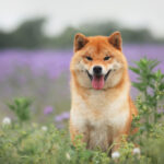 Just How High Can Shiba Inu Fly in 2023?