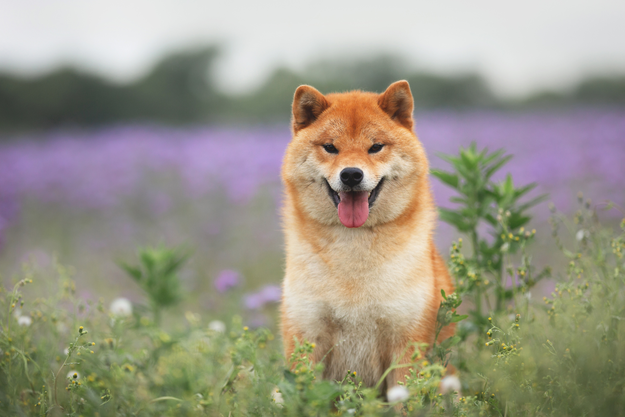 Just How High Can Shiba Inu Fly in 2023?