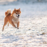 Why Shiba Inu Thumped the Crypto Market This Weekend