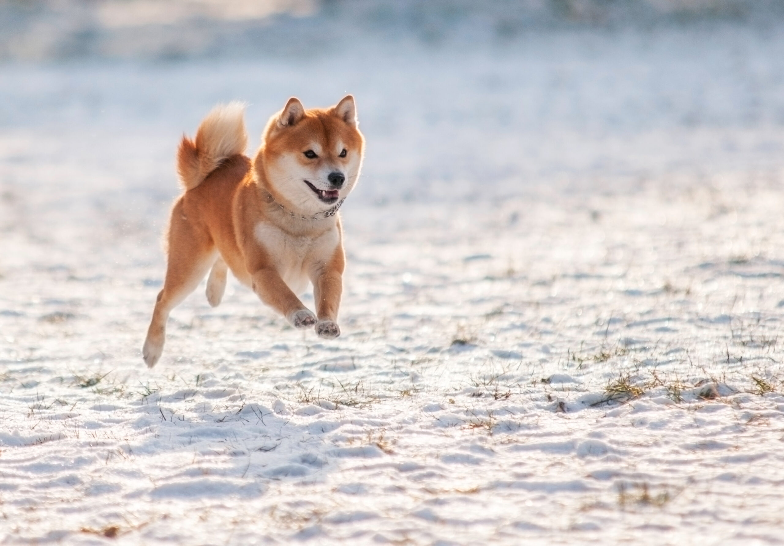 Why Shiba Inu Thumped the Crypto Market This Weekend