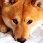 Shiba Inu Token Falls 10% Amid Shibarium Code Drama – Globe Echo