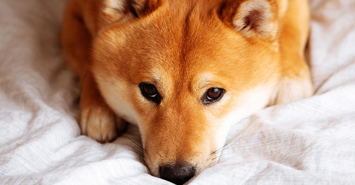 Shiba Inu Token Falls 10% Amid Shibarium Code Drama – Globe Echo