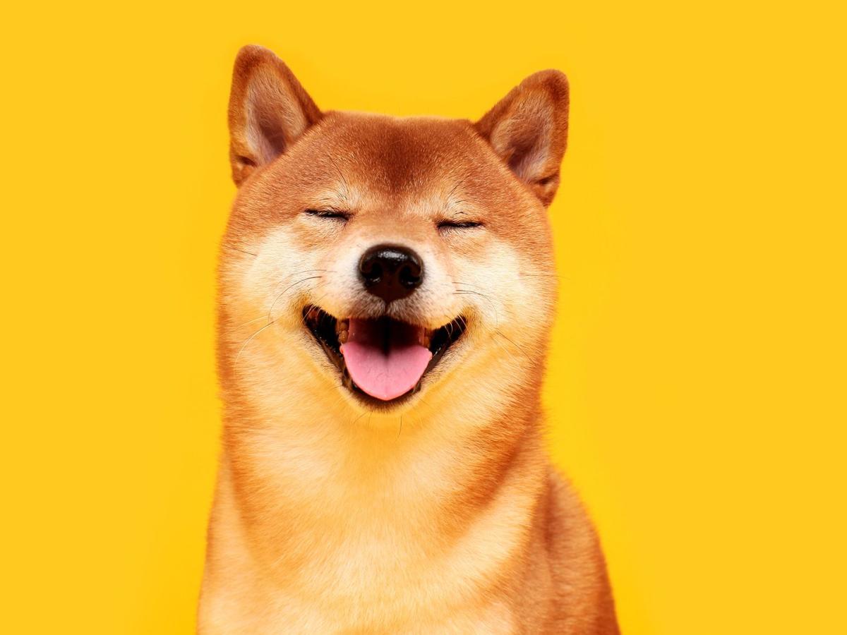 Plagiarism, Fork or Simple Mistake? Shiba Inu Community Debates the Origin Story of Shibarium