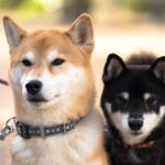 Shiba Inu Lead Dev Endorses Development Of Gaming Guild