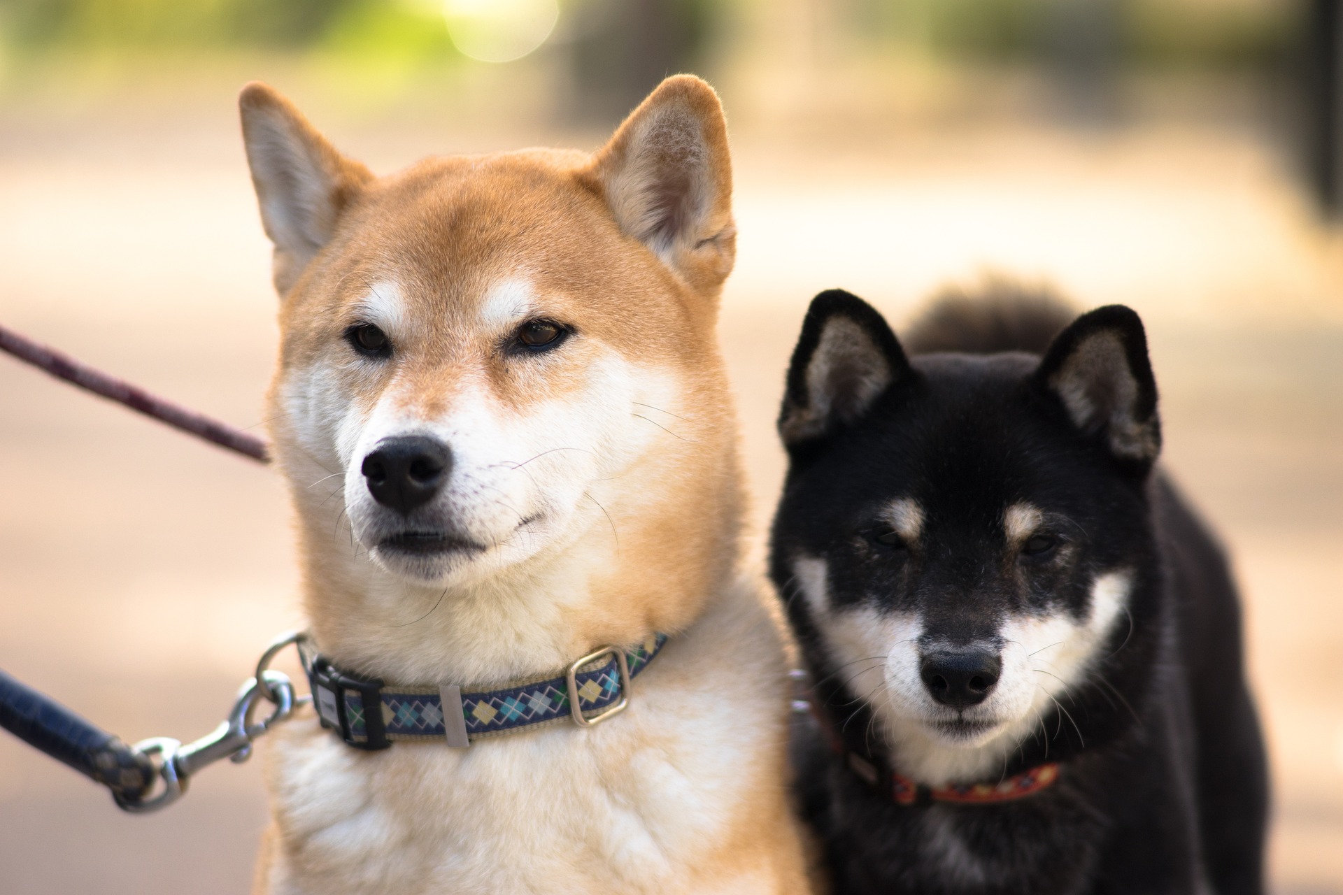 Shiba Inu Lead Dev Endorses Development Of Gaming Guild